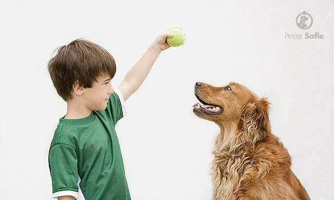 06 etapas para você adestrar seu cão 06 etapas para você adestrar seu cão