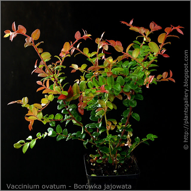Vaccinium ovatum habit - Borówka jajowata pokrój