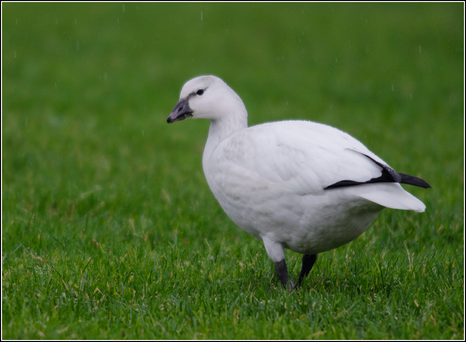 Explorations of an Ecologist juvenile Ross's x Snow Goose North Bay