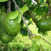 Manfaat Buah Sirsak Untuk Kesehatan thumbnail