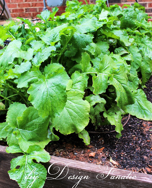 I only planted one 5 foot row of turnips and they did well. Not sure