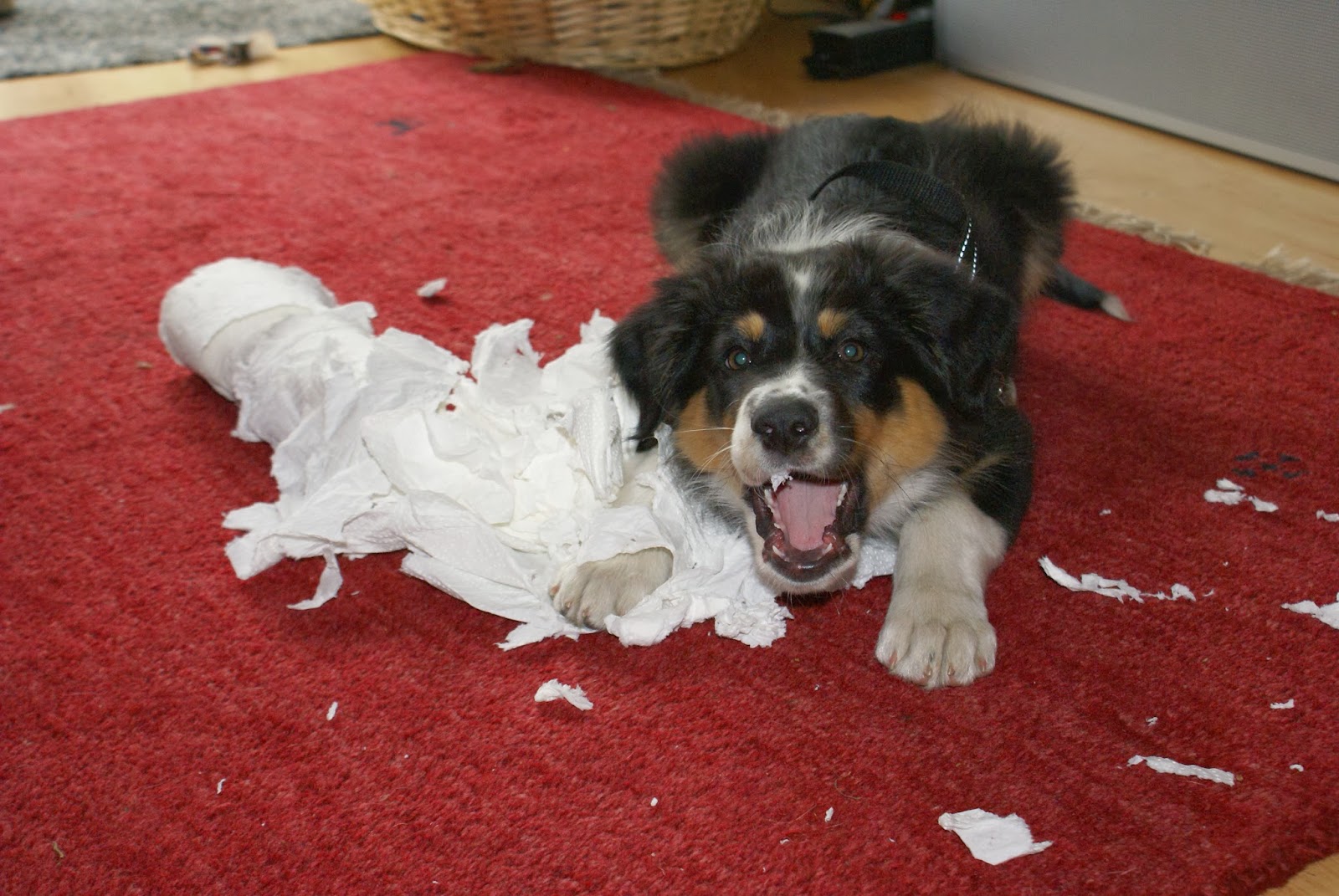 hund beißt in füße