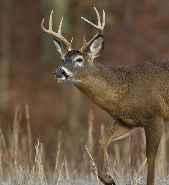 Pennsylvania Wildlife Photographer Pennsylvania Flintlock Deer Season