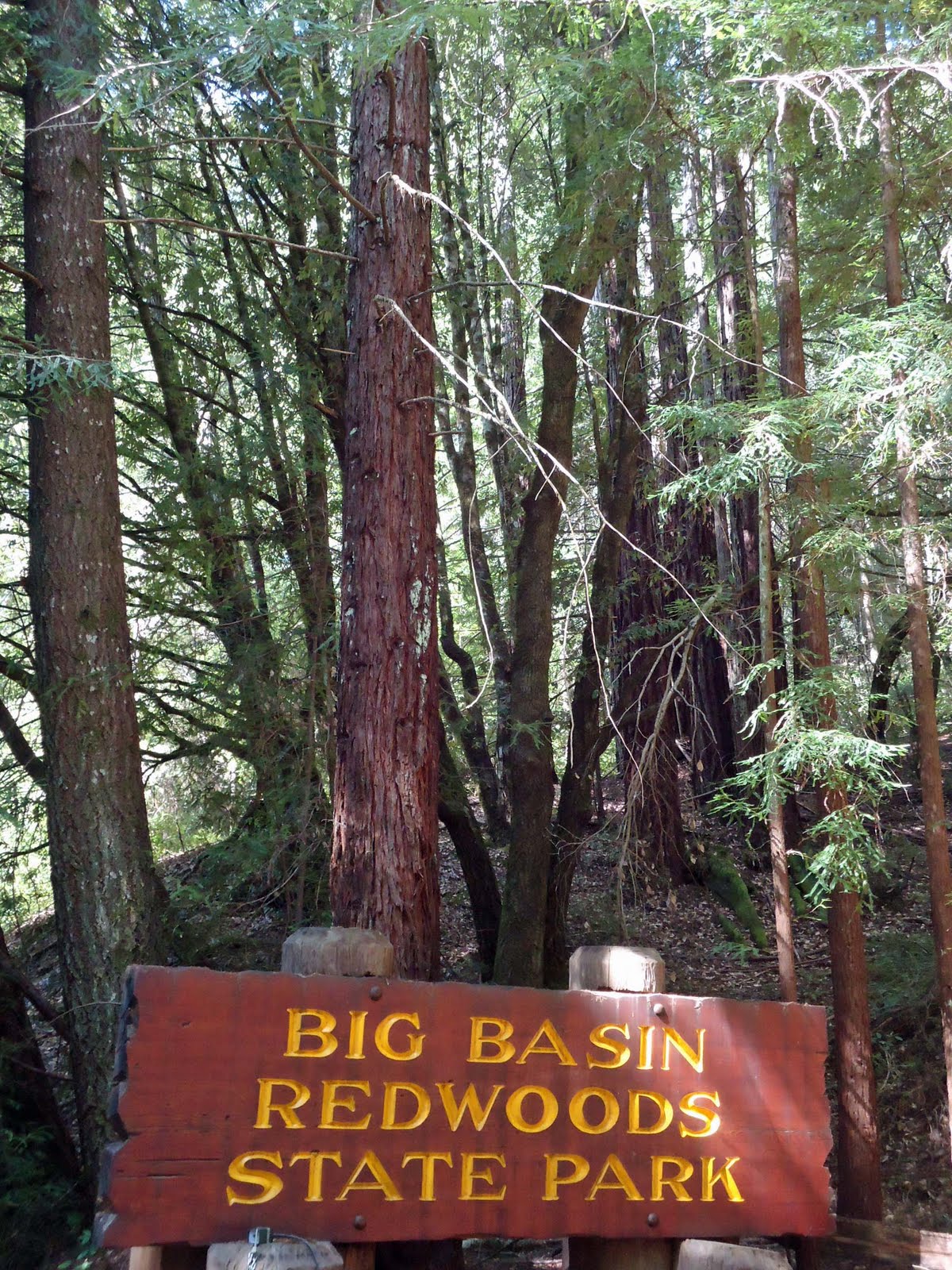 life in Canada giant redwoods