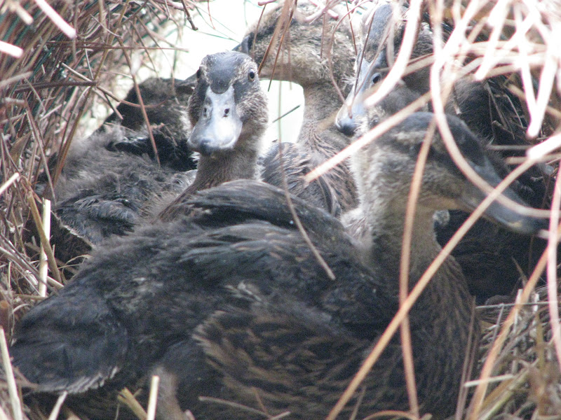 The Bear Trace at Harrison Bay Golf Course Maintenance: Mallard Duck
