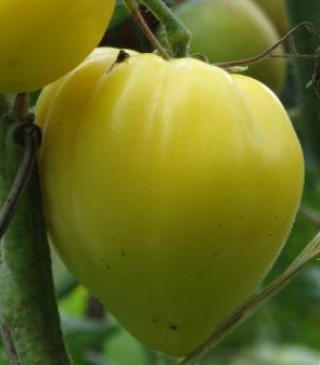 b00k519nxo coeur de boeuf les aventures 4 coins au jardin le potager retrouve des couleurs b00k519nxo coeur de boeuf les aventures 4 coins au jardin le potager retrouve des couleurs
