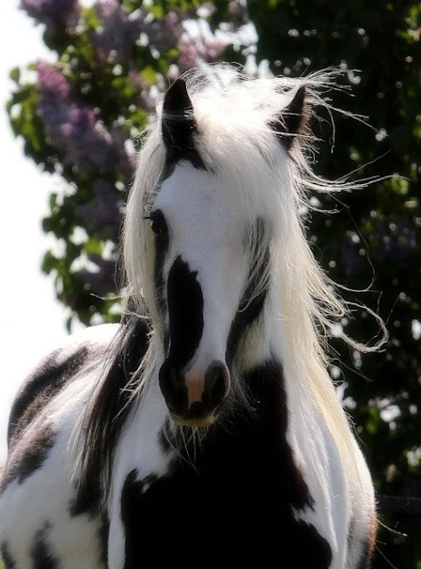 beautiful horses - Gypsy