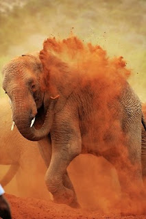 elephant is running in brown sand