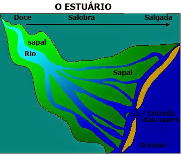 um estuario