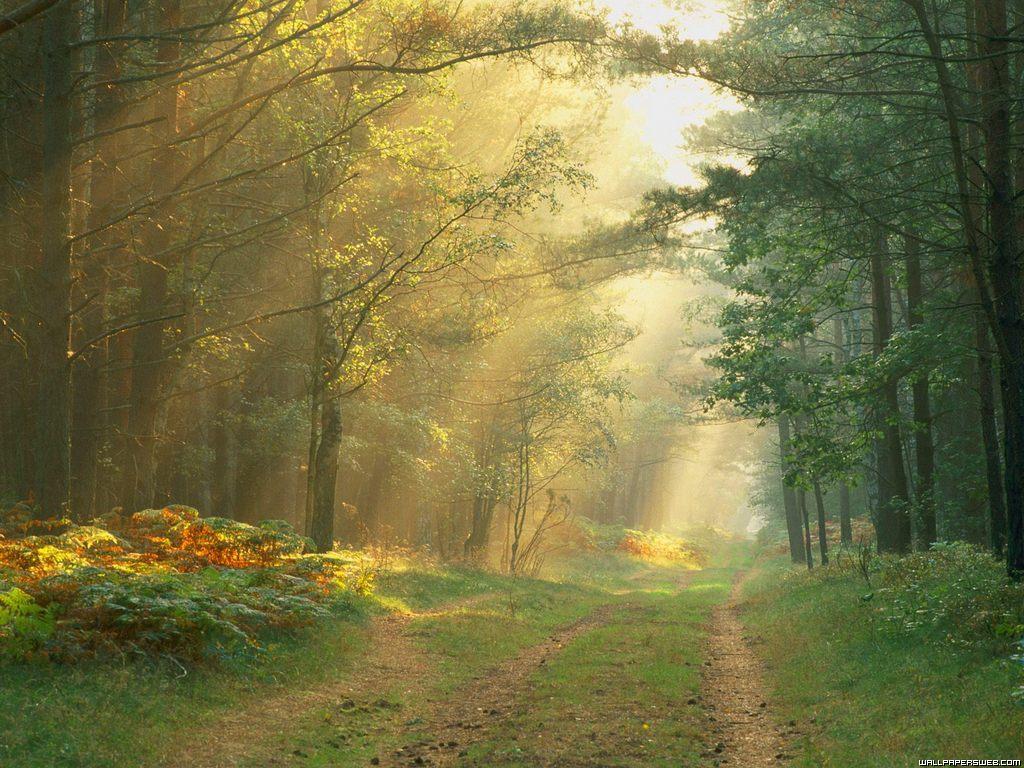 http://4.bp.blogspot.com/-_QfoYH6Gku4/TcbhZAa508I/AAAAAAAAASM/DXN-hD_aLp4/s1600/Bosque_aleman-1024x768-977301.jpeg