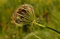 Aptly named birds nest (Queen Anne's lace)