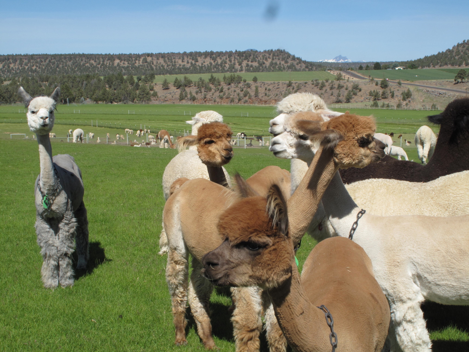 Norsk Needlework at Home Spinning in Paradise at Crescent Moon Alpaca