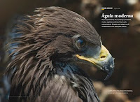 Aguia-real :: Artigo National Geographic Magazine - Portugal