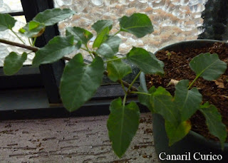 Polygonum aubertii