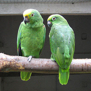 Foto Burung Yellow-Crowned Amazon Foto Burung Yellow-Crowned Amazon