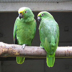 Foto Burung Yellow-Crowned Amazon