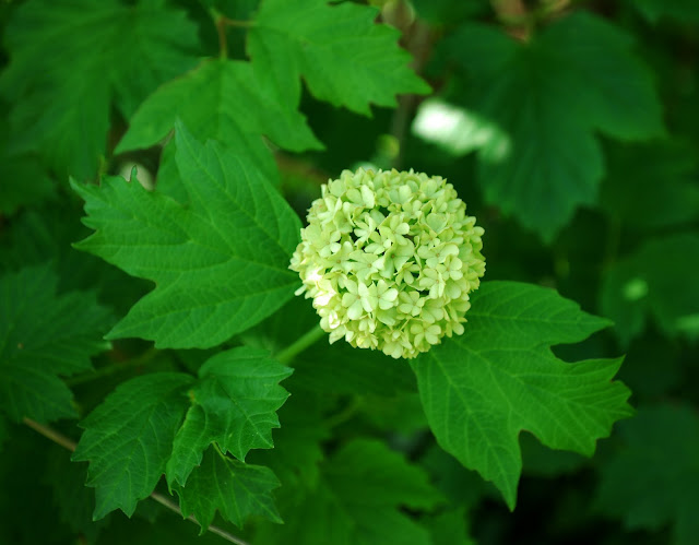 The Intercontinental Gardener Vibes About Viburnums