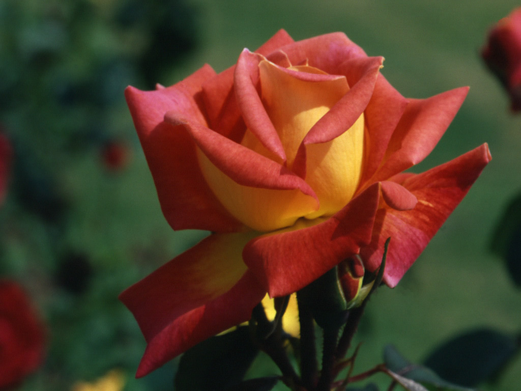 Flor Salvaje: Capítulos Completos, Videos y Fotos - Quiero Ver Fotos De Flores