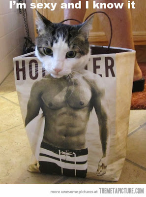 Funny Cat Pictures Funny Cat Pictures