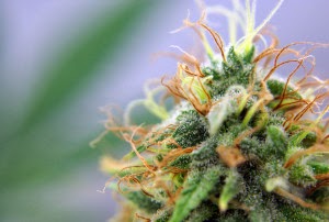 americanos começam a amar a maconha maconha ganha popularidade