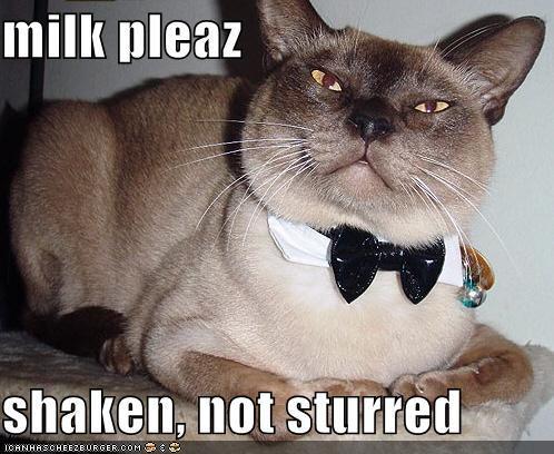 Is Milk Bad For Cats And Dogs Is Milk Bad For Cats And Dogs