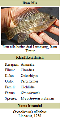 Penyuluh Perikanan Tayu Makalah Budidaya Ikan Nila