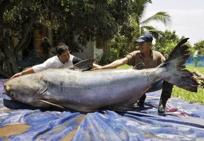 THAILAND MEKONG GIANT CATFISH
