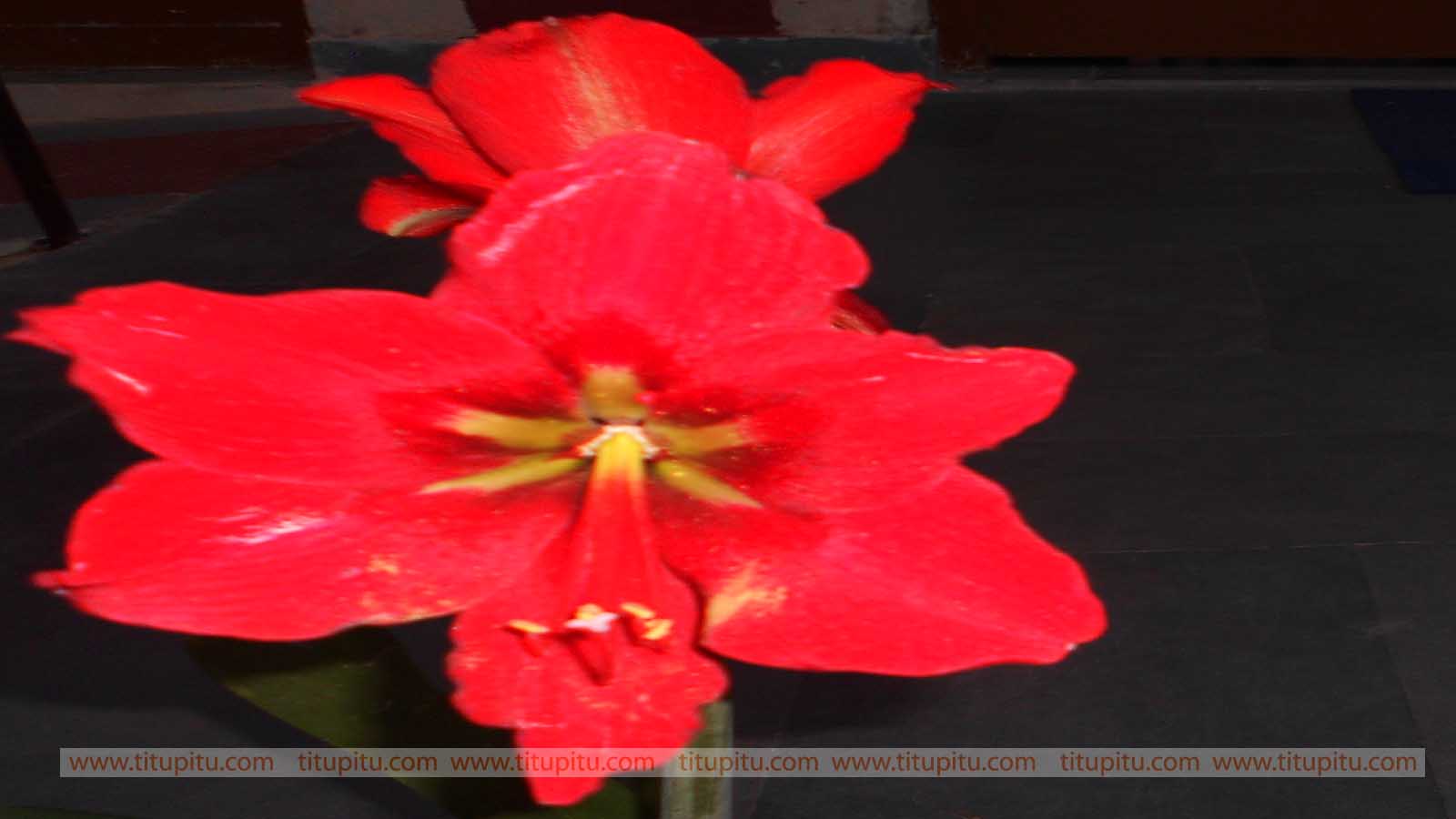 Flowers images Download free hd wallpapers of nature ...