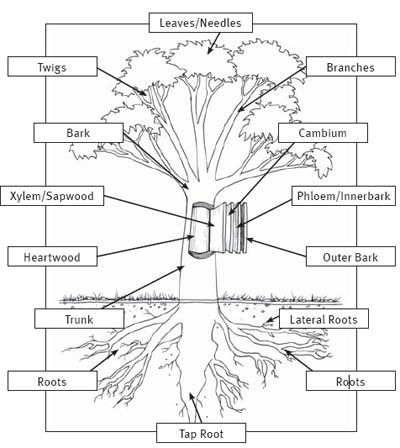 seed to feed me what is a tree