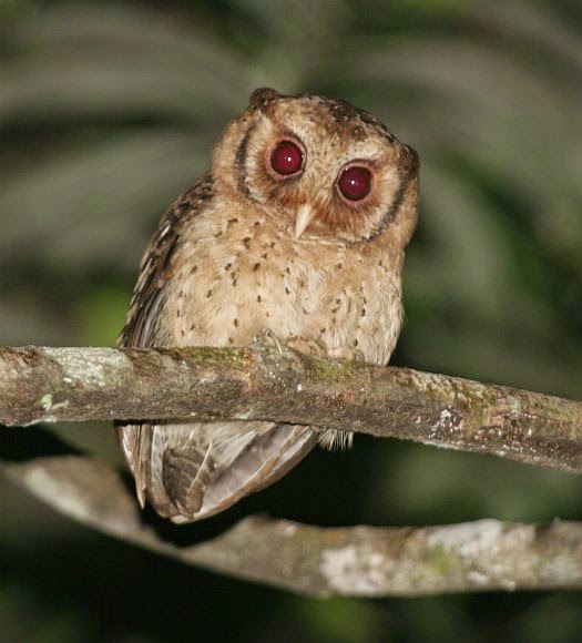 Kotapadi Flona Celepuk Siau Otus Siaoensis