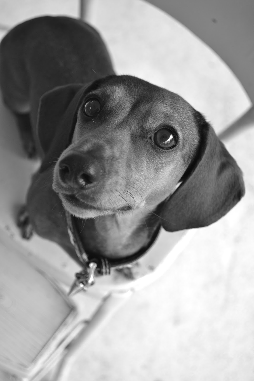Dachshund Nola: Black and White Sunday