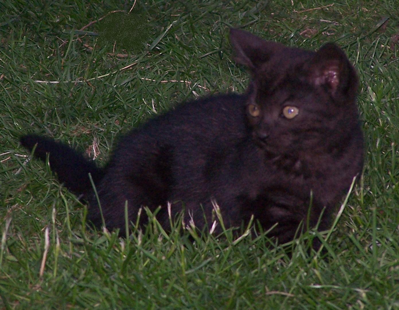 East Essex Smallholders Chitchat Beautiful kittens for Sale