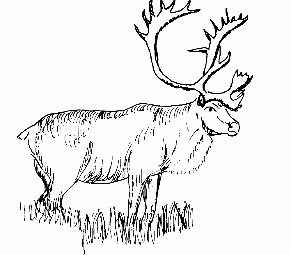 Free Realistic Animal Coloring Pages | Realistic Animal Coloring Pages