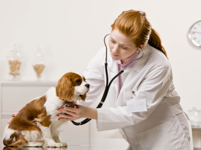 http://4.bp.blogspot.com/-_UQsb2PTo2o/TmoDHgPrwZI/AAAAAAAAAoM/aQ852S6JmVc/s1600/veterinario-5-think-TL.jpg