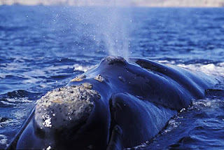 Whale Watching Tours - Description and options