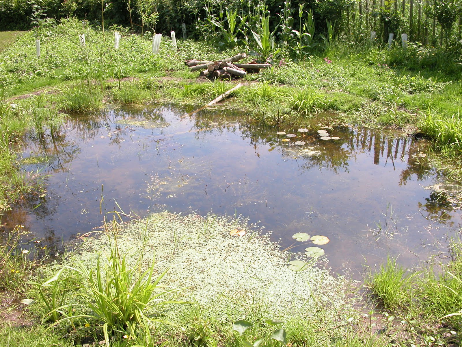 English Plants WILDLIFE HABITATS IN OUR GARDEN