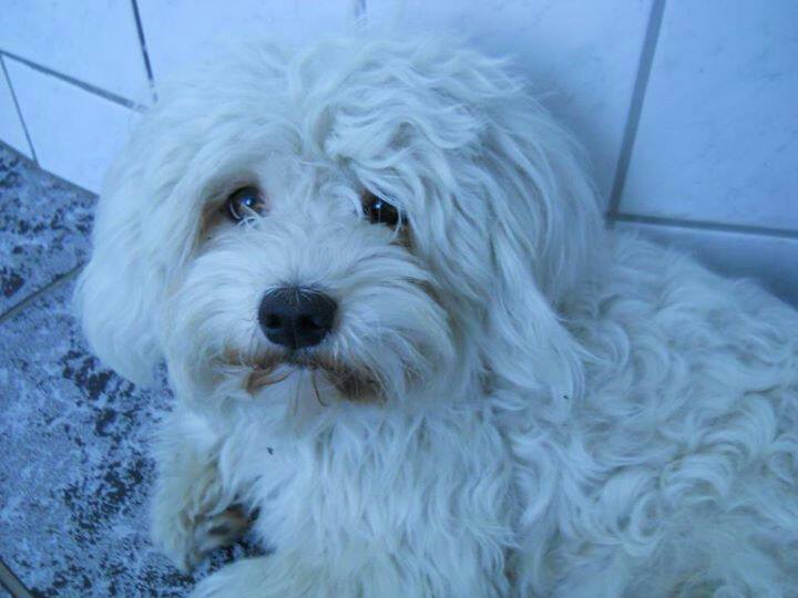 Damaris Liest Mini Bilderbuch Ein Traumhaus Fur Hund Und Katz