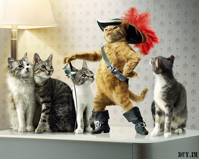 cute+cats+wallpaper021