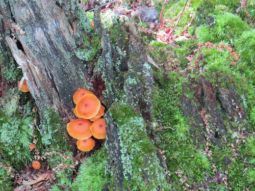 orange mushroom