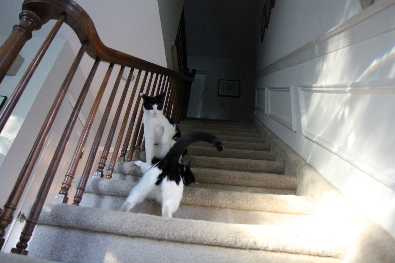 Complete with Dogs...and Cats Stair Down