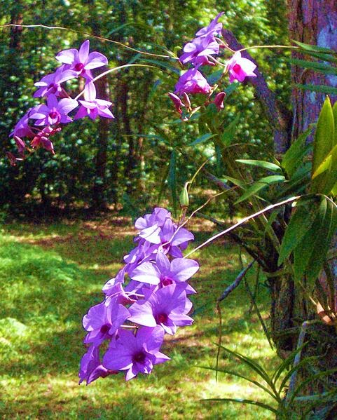 http://commons.wikimedia.org/wiki/File:Cooktown_orchids.jpg