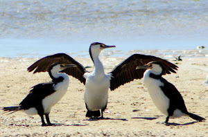 Pied Cormorants, near Denham WA