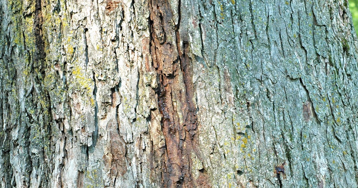 Northern Pecans Bacterial wetwood