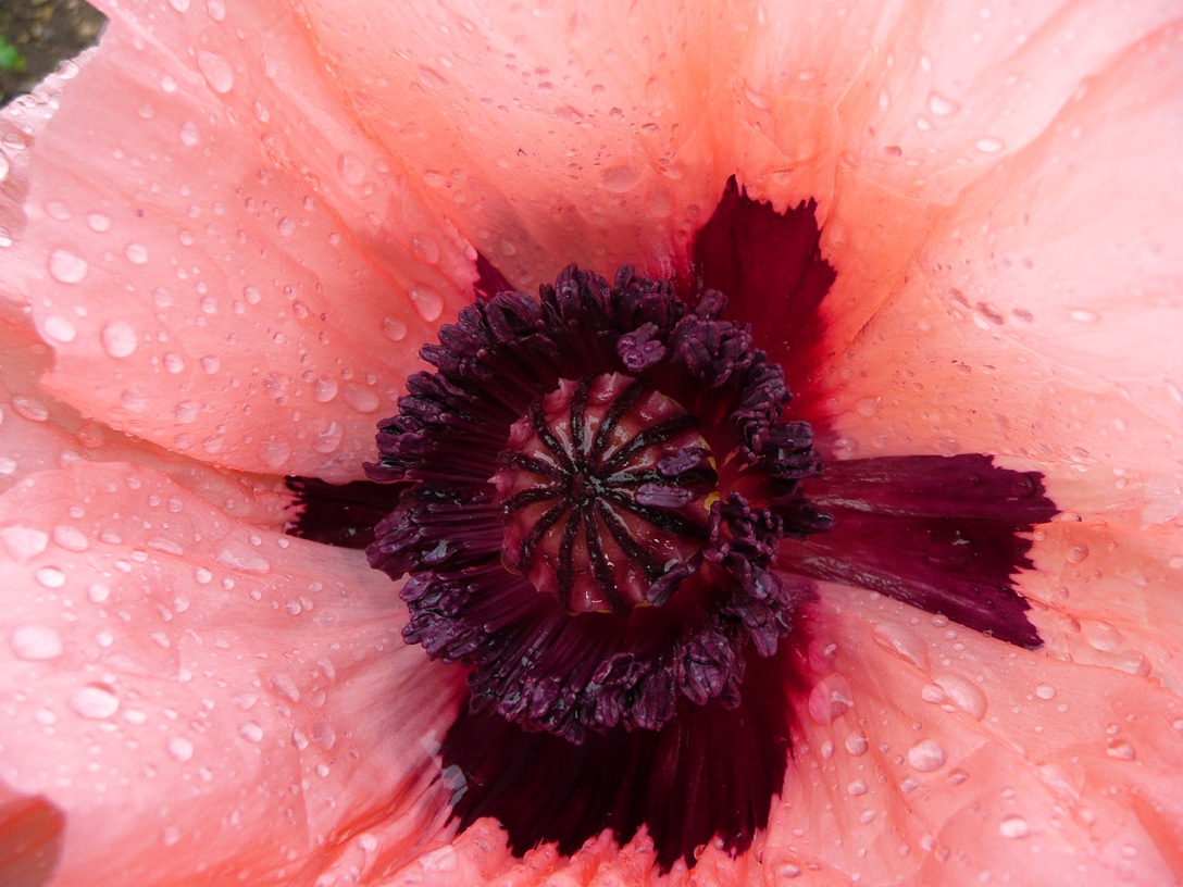 ☑ quelle fleur je suis