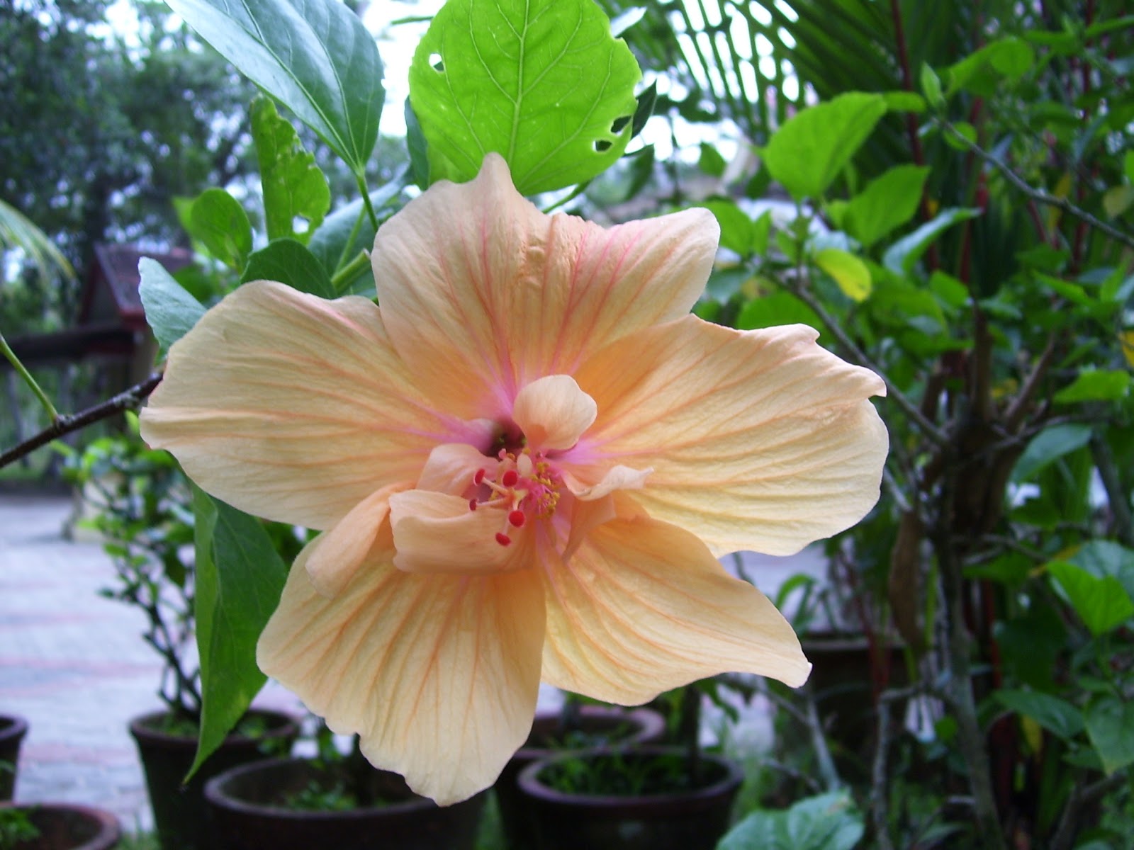 leelas hobbies Hibiscus (shoeflowers)