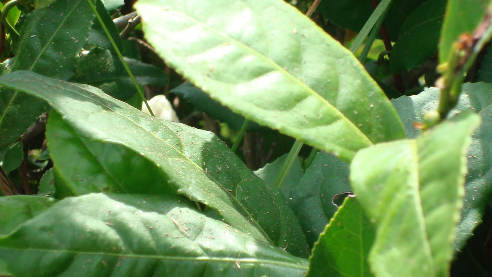 Steeping, reaping and cooking my way through life: Tea Plantation and