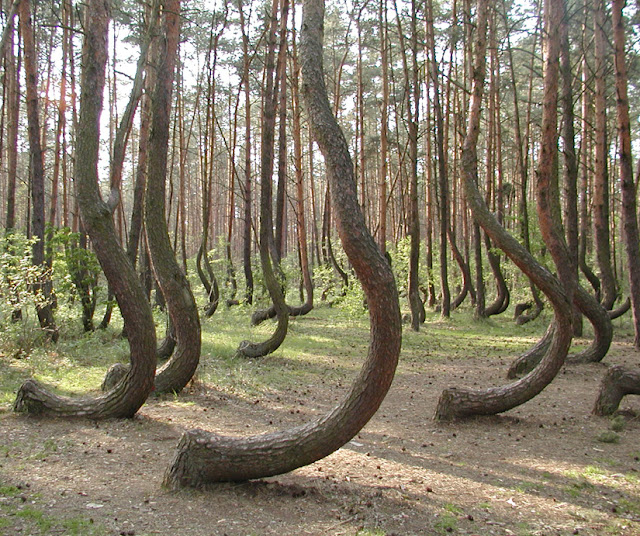 Bosque de árboles curvos en Polonia... Bosque+torcido+polonia