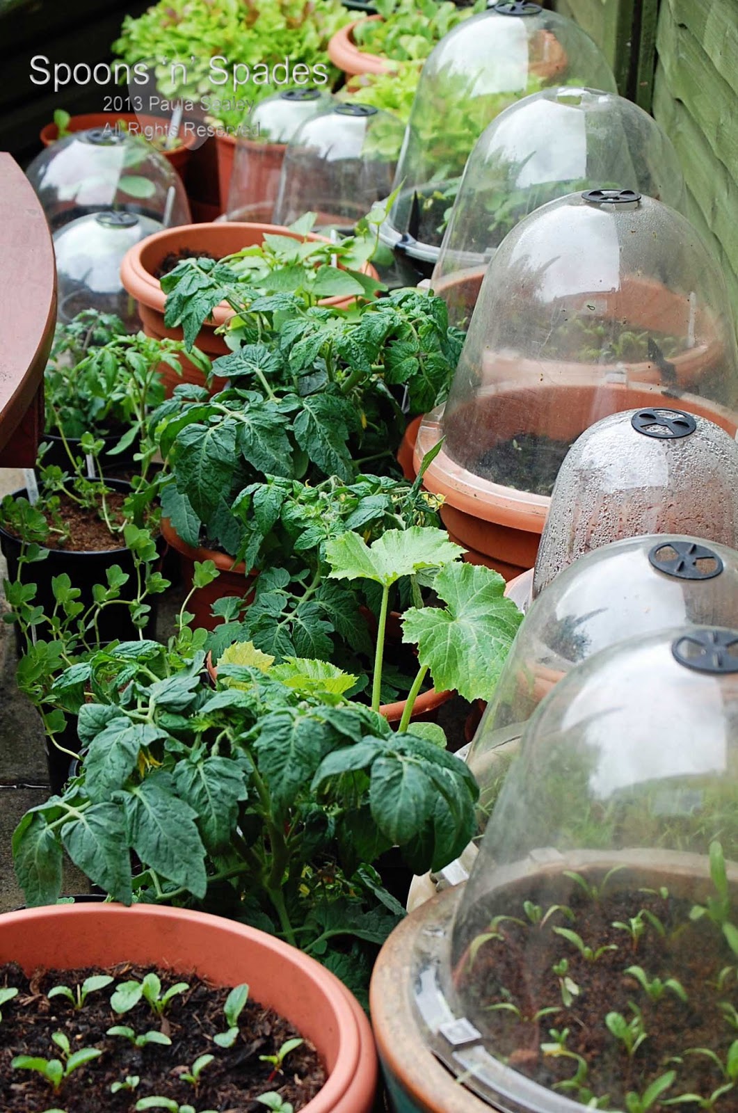 My Fruit and Ve able Container Garden Blooms n Spades My Fruit and Ve able Container Garden