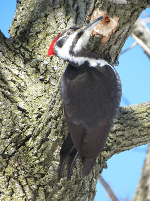 Female Pileated Woodpecker, Lake Ontario Park, Kingston, Canada