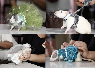 Fashionista New York berbelanja pakaian desainer untuk tikus peliharaan mereka Foto Fashion Show Tikus Di New York